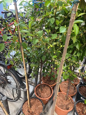 Lot 4405 - Cherry (Prunus) Morello