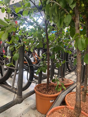Lot 4406 - Cherry (Prunus) Morello