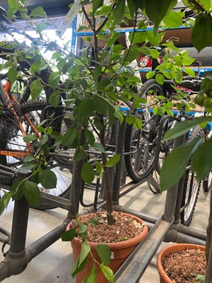 Lot 4407 - Cherry (Prunus) Morello