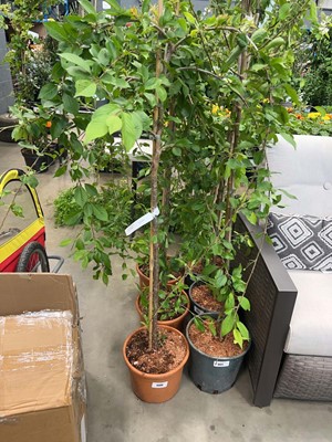 Lot 4408 - Prunus Snow Showers