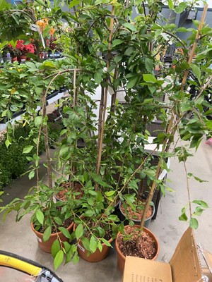 Lot 4409 - Prunus Snow Showers