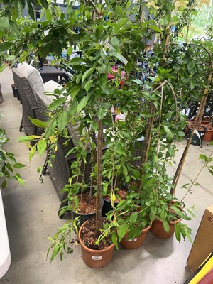 Lot 4410 - Prunus Snow Showers