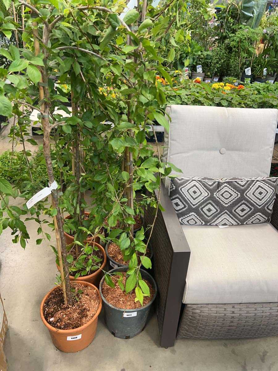 Lot 4411 - Malus Jelly King