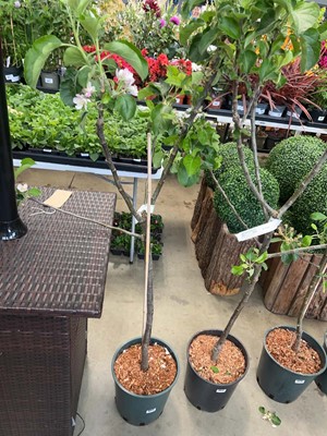 Lot 4414 - Apple (Malus) Bramley 20