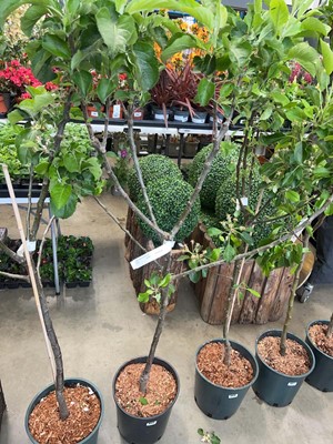 Lot 4415 - Apple (Malus) Bramley 20