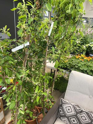 Lot 4412 - Malus Jelly King