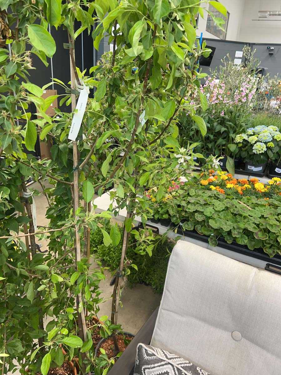 Lot 4413 - Malus Jelly King