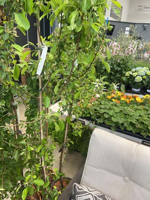Lot 4413 - Malus Jelly King
