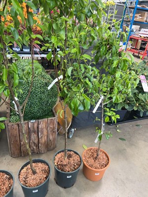 Lot 4418 - Pear (Pyrsus) Williams Bon Schretien
