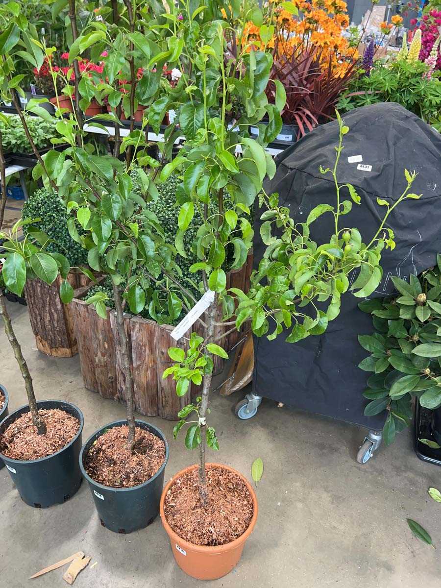 Lot 4419 - Pear (Pyrus) Doyenne du Comice