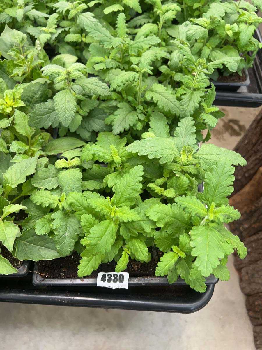 Lot 4330 - 2 small trays of Verbena