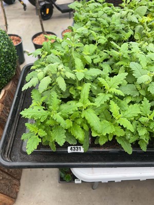 Lot 4331 - 2 small trays of Verbena