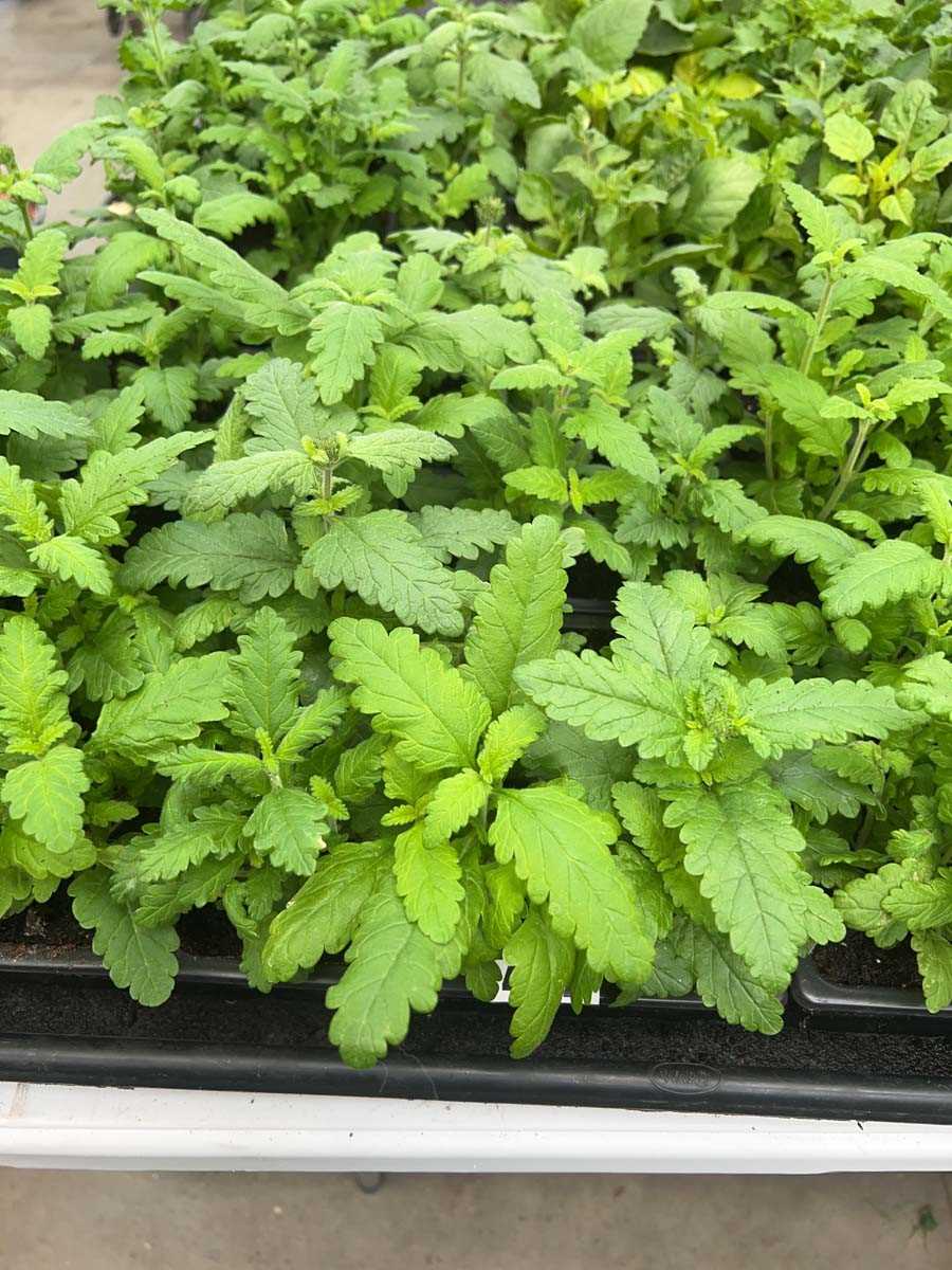 Lot 4332 - 2 small trays of Verbena