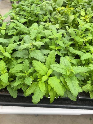 Lot 4332 - 2 small trays of Verbena