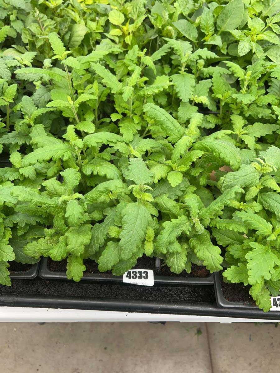 Lot 4333 - 2 small trays of Verbena