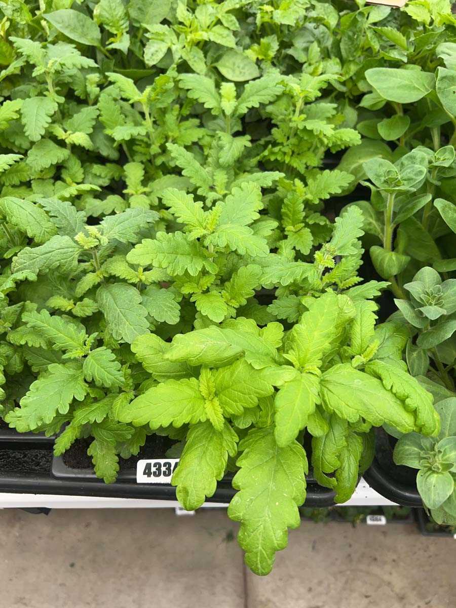 Lot 4334 - 2 small trays of Verbena