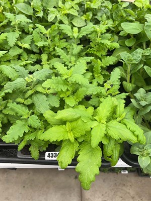 Lot 4334 - 2 small trays of Verbena