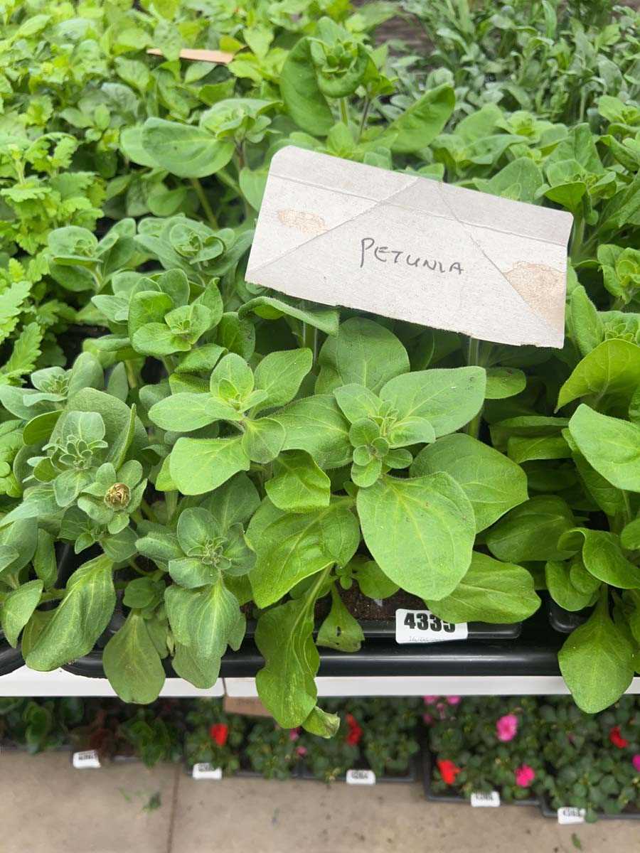 Lot 4335 - 2 small trays of Petunia