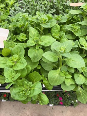Lot 4336 - 2 small trays of Petunia