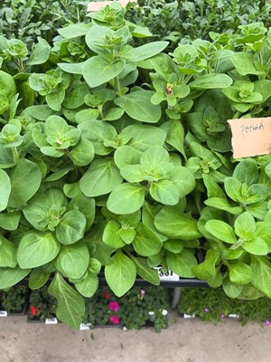 Lot 4337 - 2 small trays of Petunia