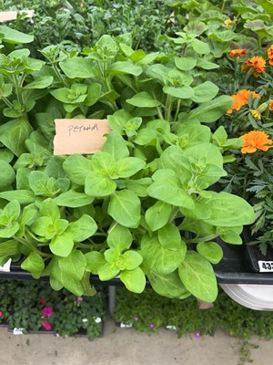 Lot 4338 - 2 small trays of Petunia