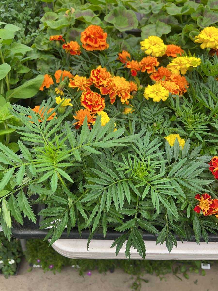Lot 4339 - 2 small trays of Marigolds