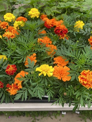 Lot 4340 - 2 small trays of Marigolds