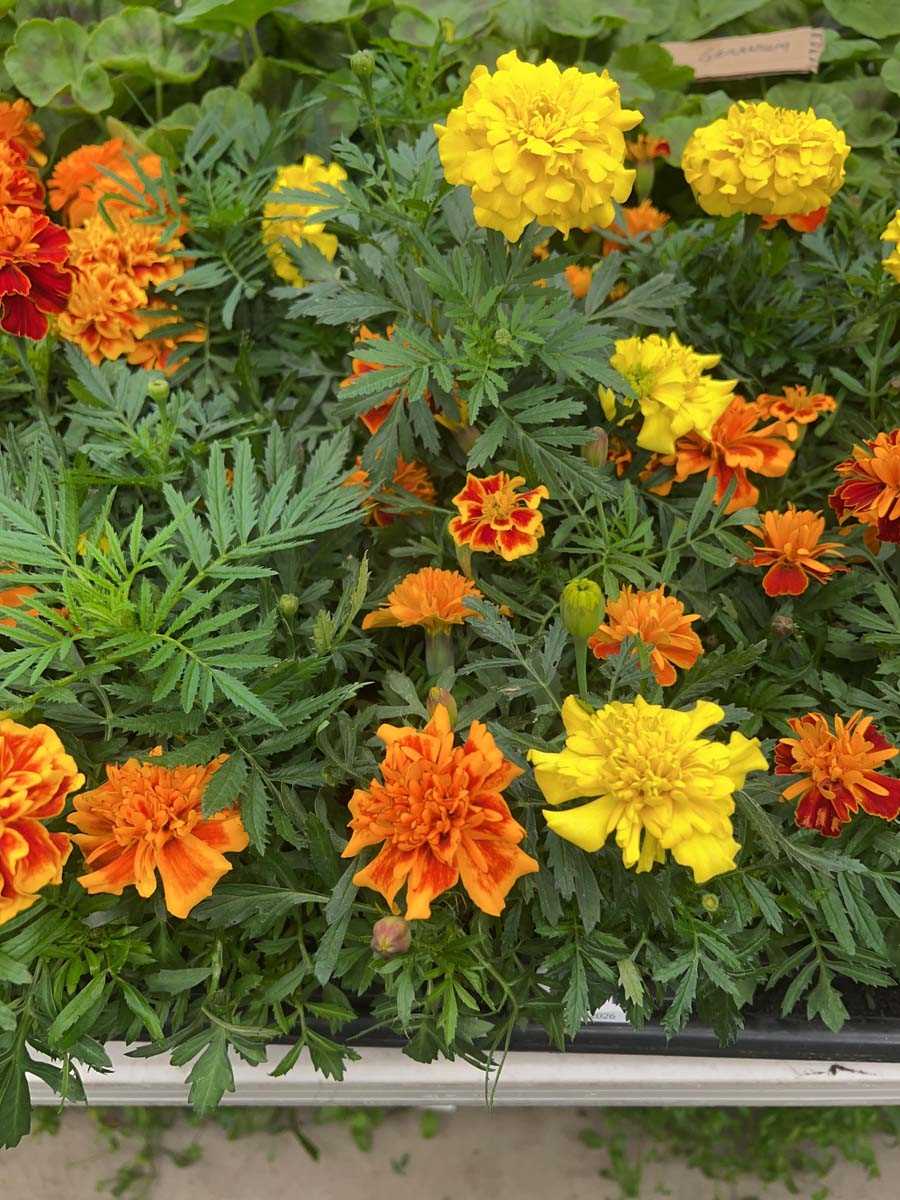 Lot 4341 - 2 small trays of Marigolds