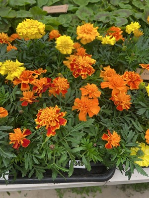 Lot 4342 - 2 small trays of Marigolds
