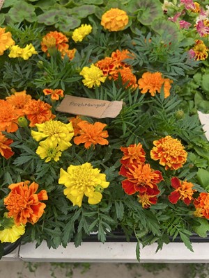 Lot 4343 - 2 small trays of Marigolds