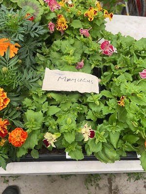 Lot 4344 - 2 small trays of Mimulus