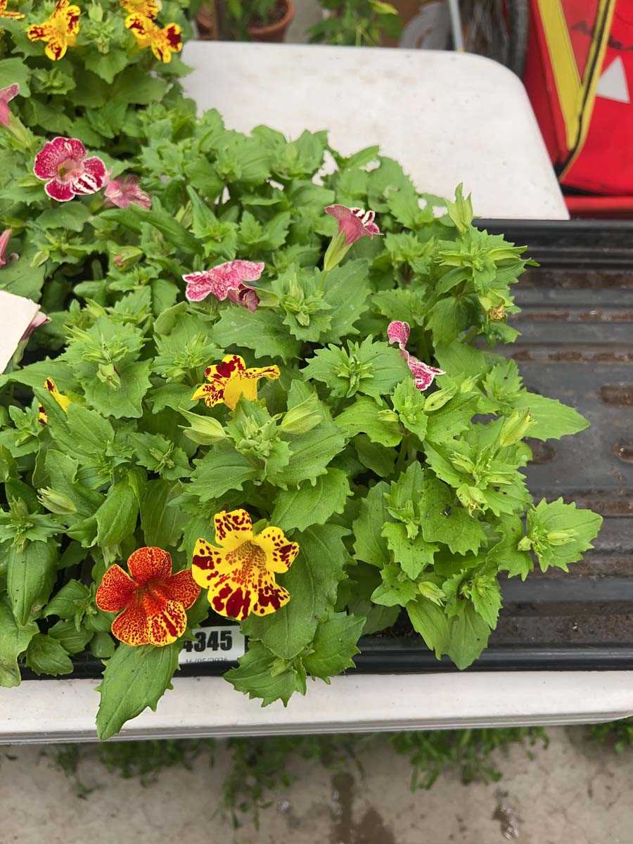 Lot 4345 - 2 small trays of Mimulus