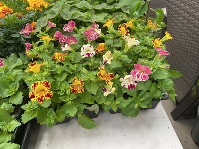 Lot 4346 - 2 small trays of Mimulus