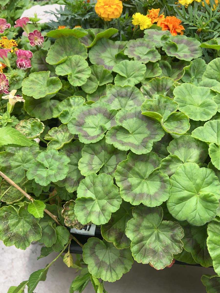 Lot 4347 - 2 small trays of Geraniums