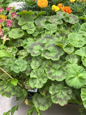 Lot 4347 - 2 small trays of Geraniums