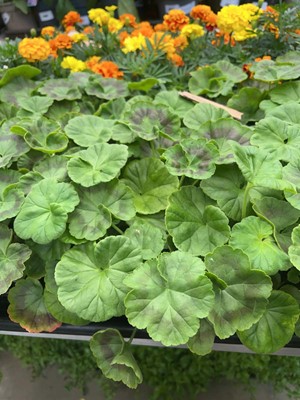 Lot 4348 - 2 small trays of Geraniums