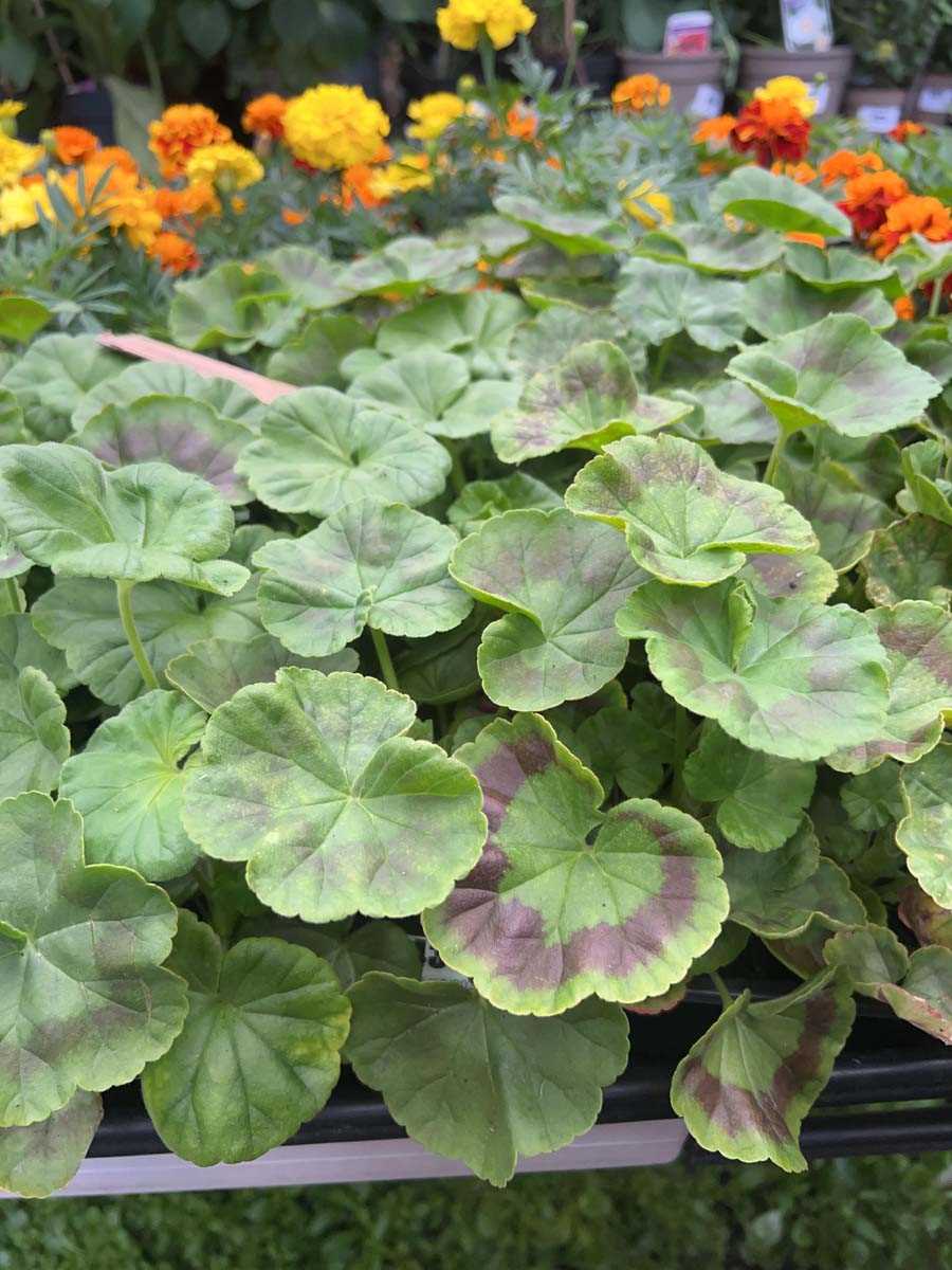 Lot 4349 - 2 small trays of Geraniums