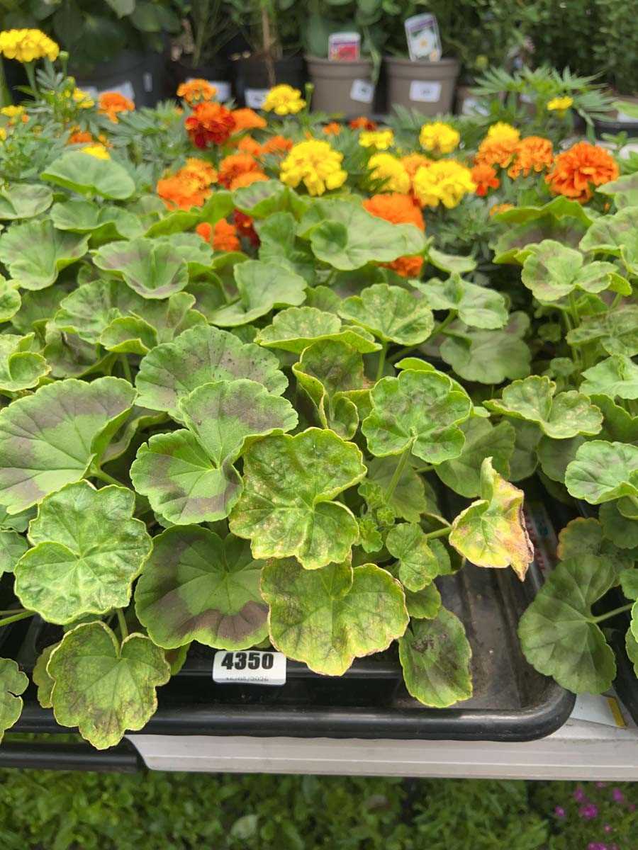 Lot 4350 - 2 small trays of Geraniums