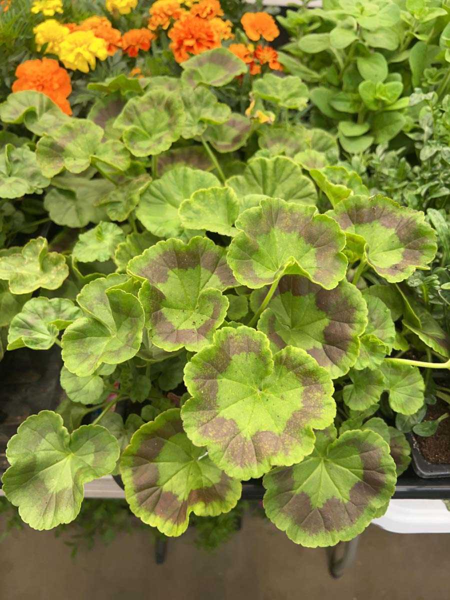 Lot 4351 - 2 small trays of Geraniums