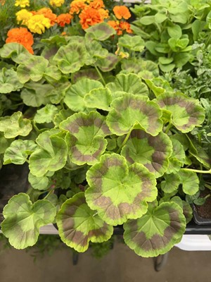 Lot 4351 - 2 small trays of Geraniums