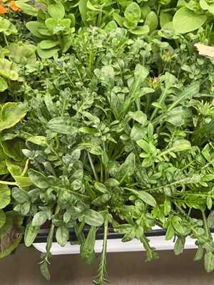 Lot 4352 - 2 small trays of Gazania