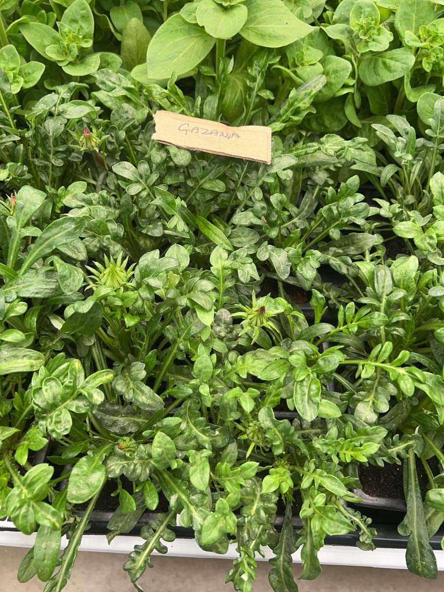 Lot 4353 - 2 small trays of Gazania