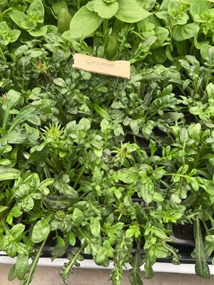Lot 4353 - 2 small trays of Gazania