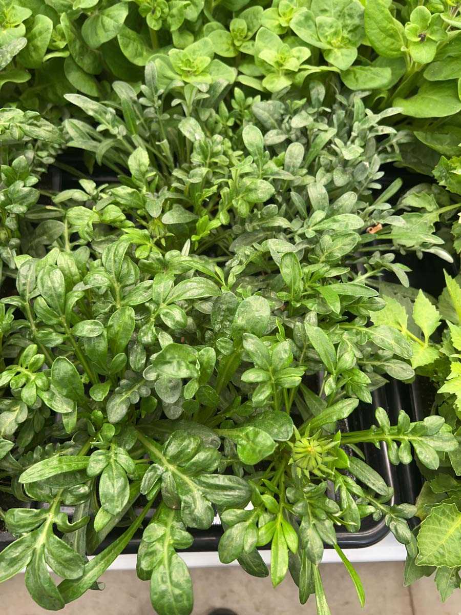 Lot 4354 - 2 small trays of Gazania