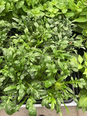 Lot 4354 - 2 small trays of Gazania