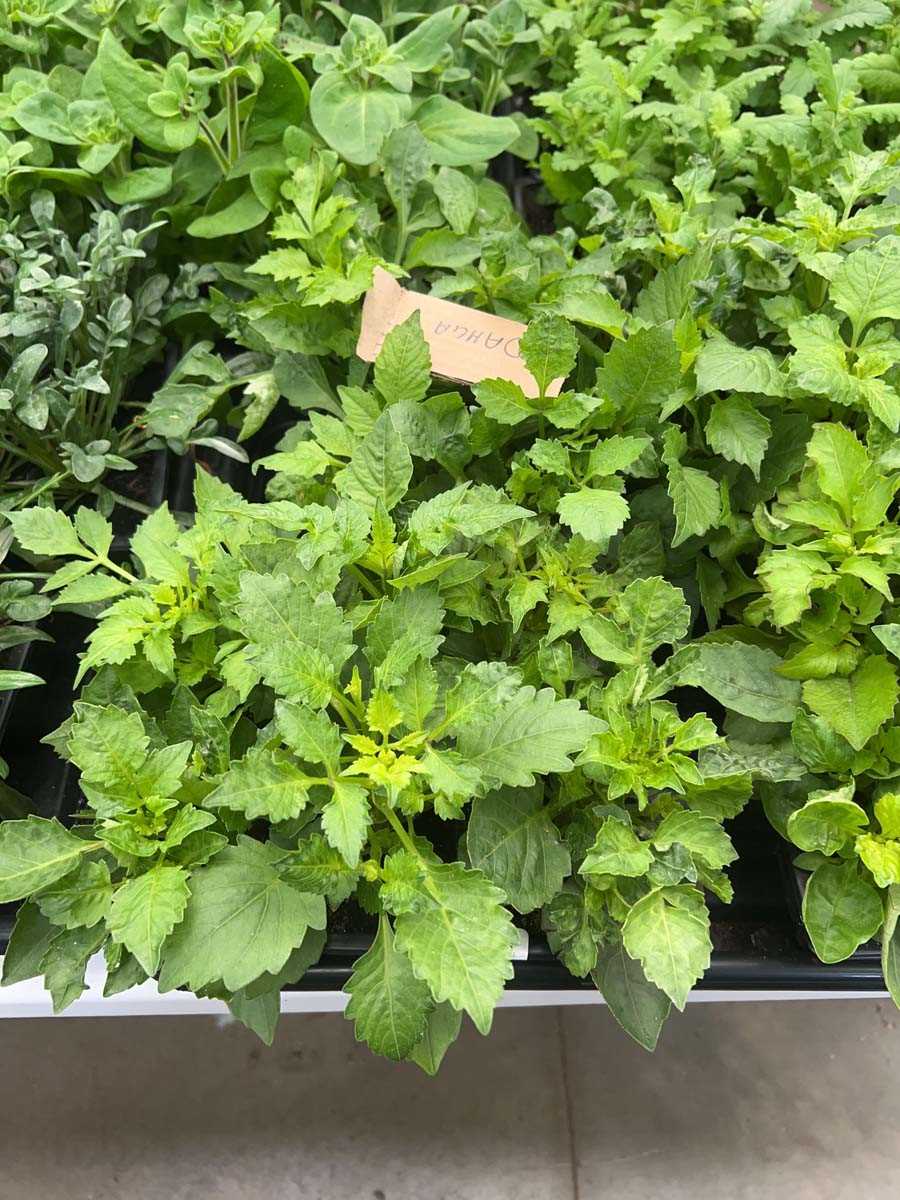 Lot 4355 - 2 small trays of Dahlias