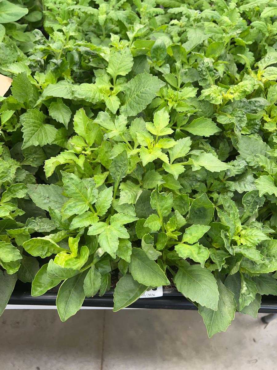 Lot 4356 - 2 small trays of Dahlias