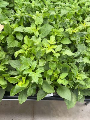 Lot 4356 - 2 small trays of Dahlias