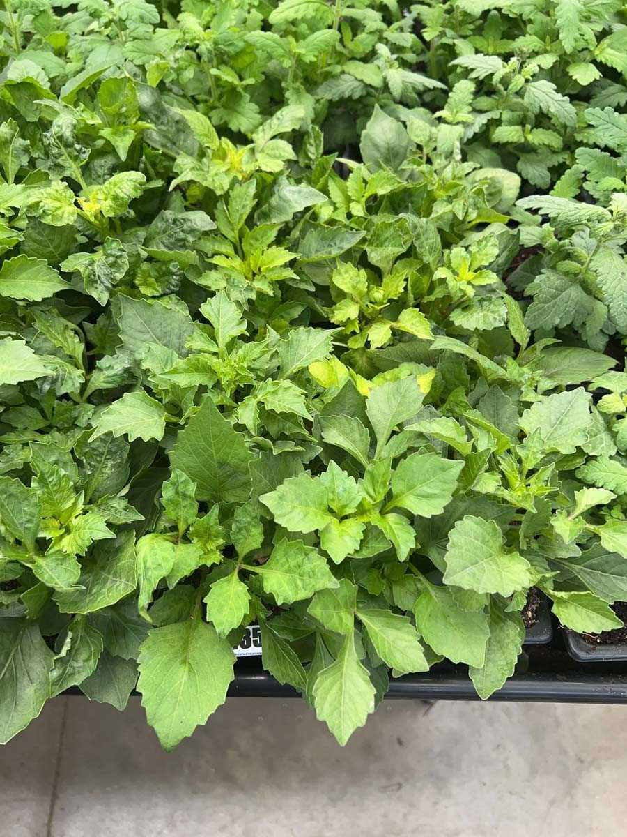 Lot 4357 - 2 small trays of Dahlias