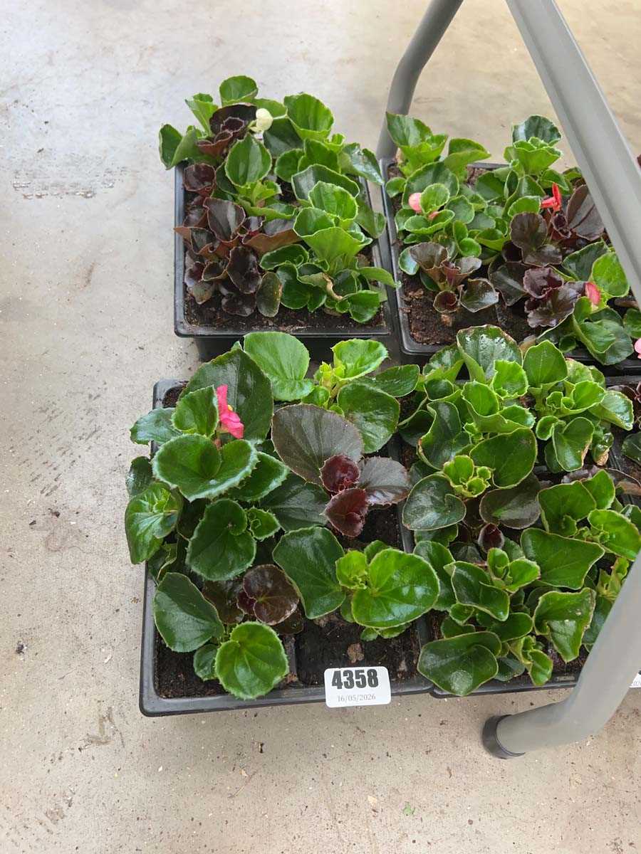 Lot 4358 - 2 small trays of Begonia